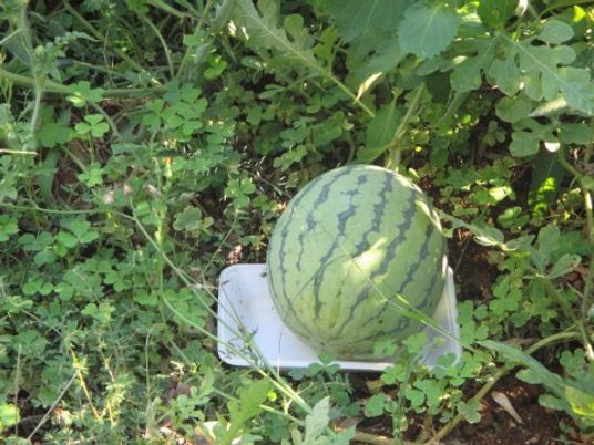 緑の草に囲まれたスイカ