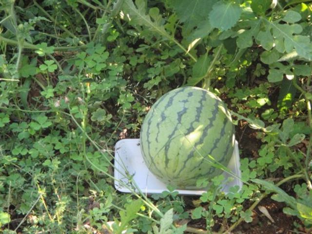 緑の草に囲まれたスイカ