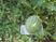 サムネイル 「ガーデンコート我孫子北」野菜栽培 見事なスイカができました。