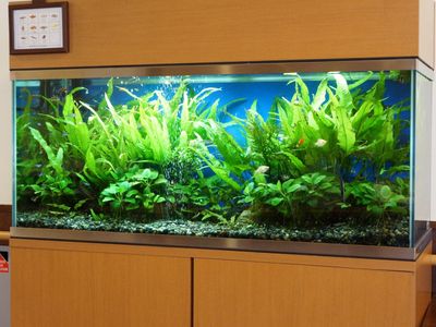 熱帯魚が泳ぐアクアリウム