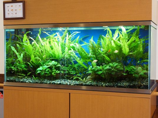 熱帯魚が泳ぐアクアリウム