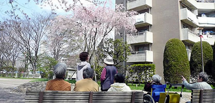 桜が咲く庭