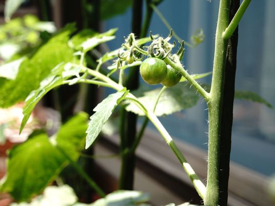 新緑のトマト苗