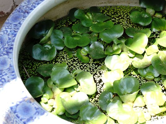 模様入り鉢植えの睡蓮