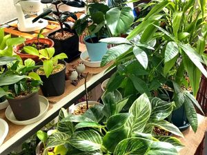 観葉植物が並ぶ窓辺
