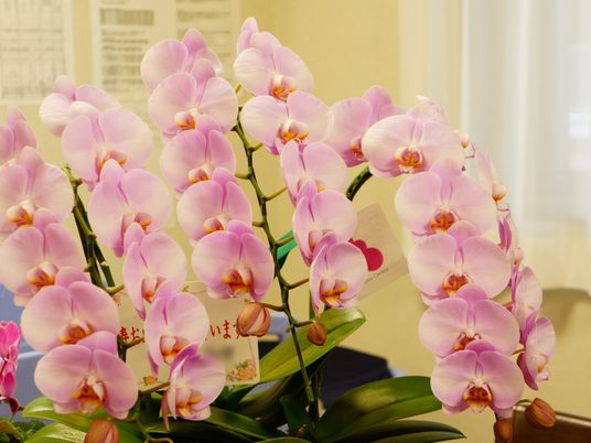 豊かな色合いの蘭の花