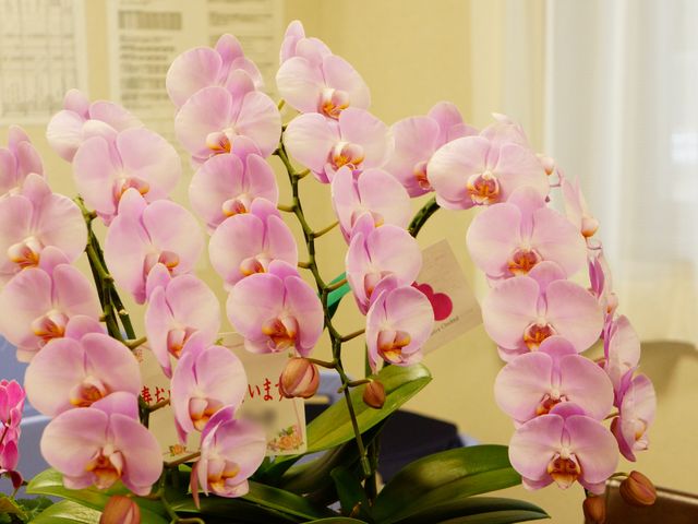 豊かな色合いの蘭の花 胡蝶蘭 蘭の花が咲く安らぎのエントランスでは、訪れる方々を温かく迎えます。美しい花々が日々の活動に彩りをもたらしています。