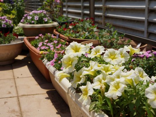 色とりどりの花が咲く中庭