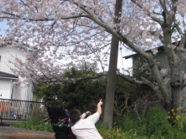 桜を眺める人の庭 庭 満開の桜の木を、穏やかに楽しむ様子です。自然に囲まれた穏やかな時間が過ごせます。