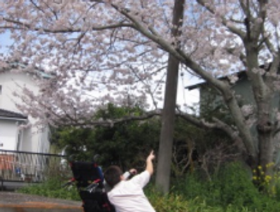 桜を眺める人の庭