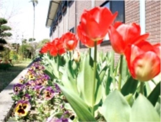 色鮮やかな花々の庭