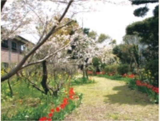 庭に咲く桜と花