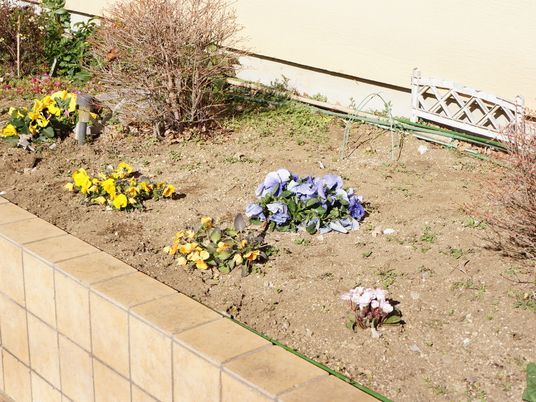 中庭の花壇