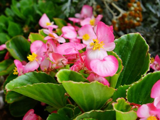 鮮やかな花が咲いた庭