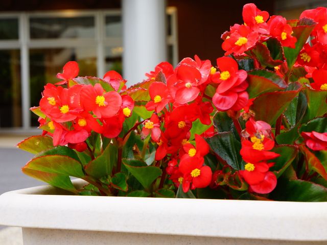 鮮やかな赤い花の中庭 プランターの花 中庭には、鮮やかな赤い花が植えられ、訪れる人々に癒しを提供しています。季節の花々が、明るい雰囲気を演出しています。