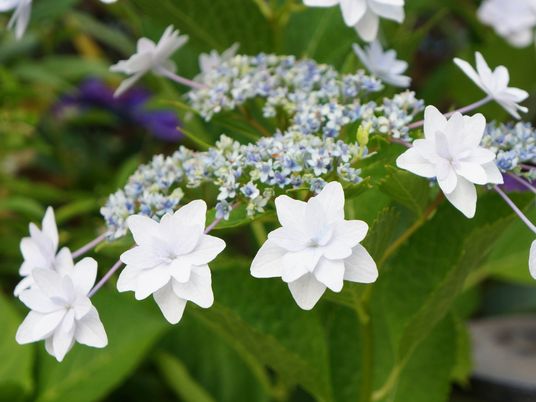 清楚な紫陽花のアップ