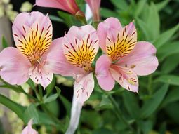 カラフルな花のクローズアップ