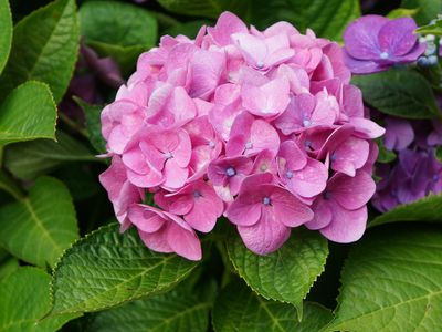 紫陽花のアップ