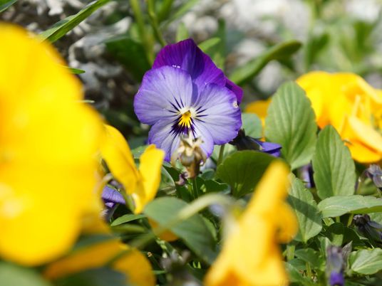 カラフルな花壇の植物