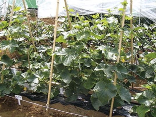 緑豊かな野菜の畑