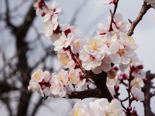 満開の桜の花並木