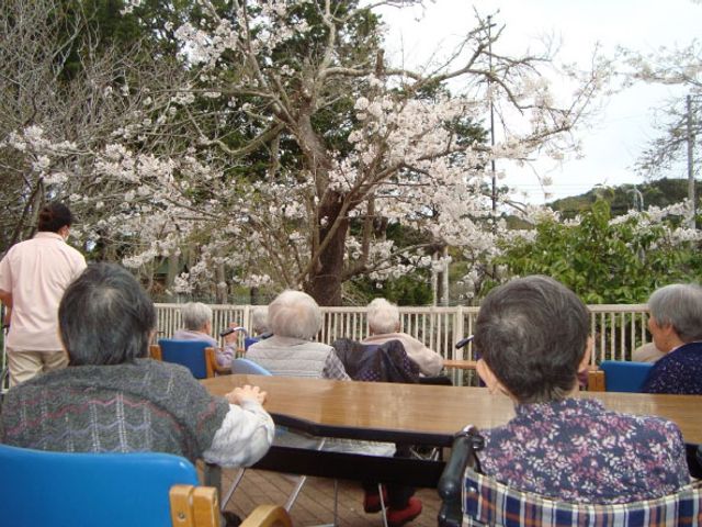桜を楽しむ庭 庭 桜の樹を眺めながら、くつろげる自然豊かな庭です。車椅子の方々も楽しんでいます。