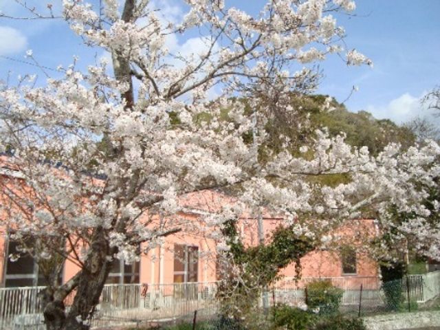 季節を感じる庭 庭 桜が満開の庭で、季節の移り変わりを感じながら穏やかな時間を過ごせます。