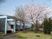 桜のある中庭  