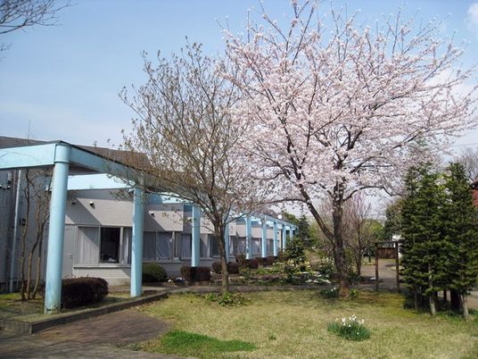 桜のある中庭  