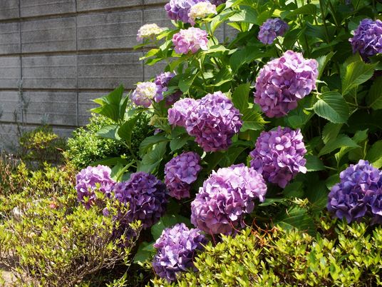 紫陽花が咲く庭園