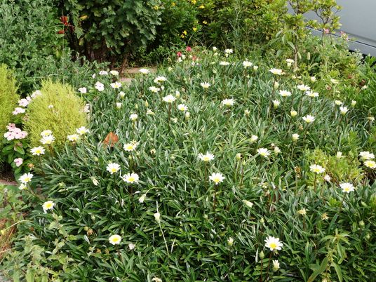 緑豊かな植栽エリア