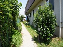 緑に囲まれた歩道