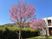中庭の桜  