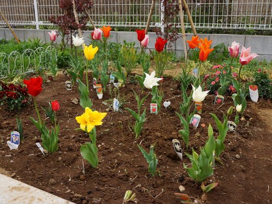 色とりどりの花が咲く庭