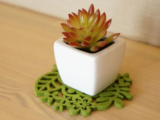 鮮やかな多肉植物