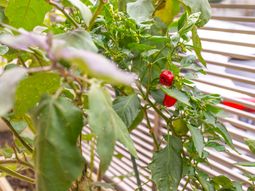 植物と日差しの中庭