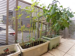 植物が並ぶ中庭