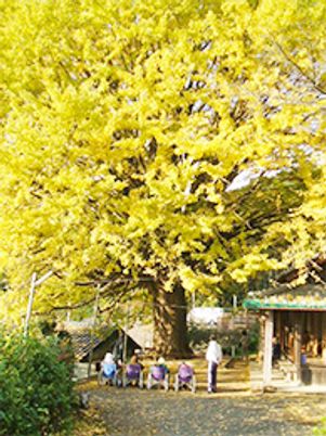 黄色い葉の大きな木と風景