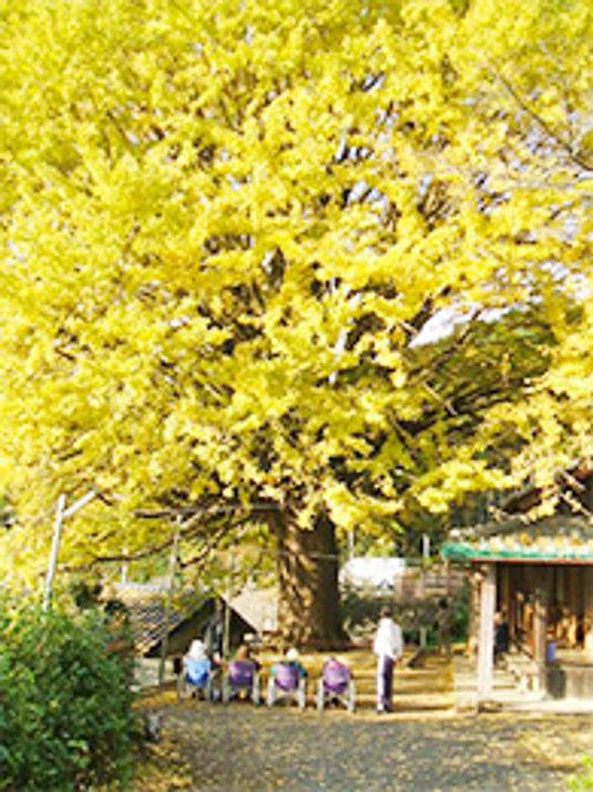 黄色い葉の大きな木と風景