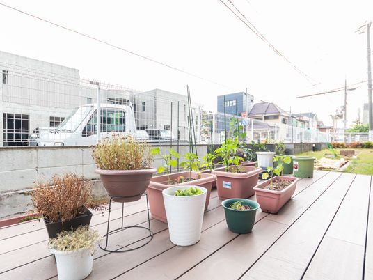 屋外の植物が並ぶ空間