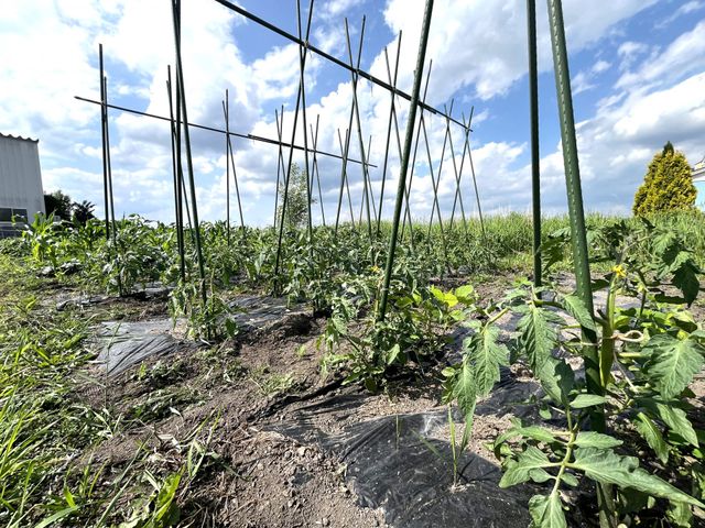 外での植物の様子 庭 自然に囲まれた庭には、多種多様な植物が育っています。リラックスした時間を過ごせそうです。