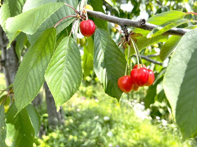 自然豊かな庭 庭 緑豊かな場所で、季節の植物が楽しめます。自然に囲まれたリラックスした環境です。