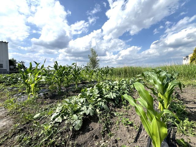 緑豊かな菜園 庭 広々とした庭に設けられた菜園は、自然に囲まれたリラックスした環境での就業が楽しめます。