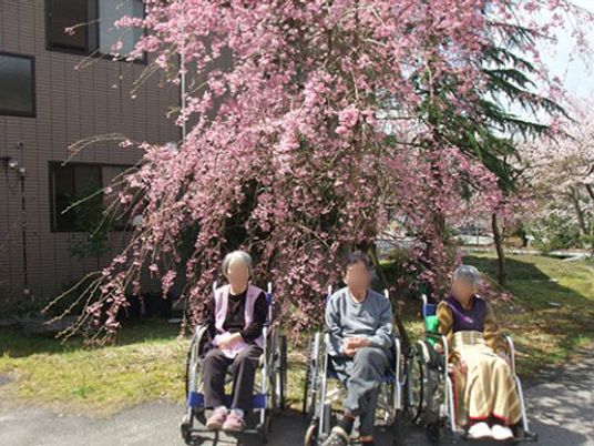 桜と共に休む三人
