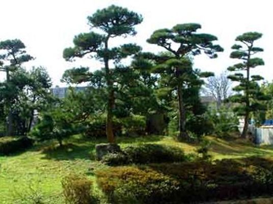 緑豊かな中庭