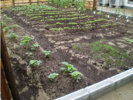 施設の写真 施設敷地内に完備されている菜園である。季節折々の野菜を育て収穫をする。入居者様に参加していただいている。