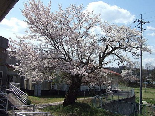 桜の木がある庭  
