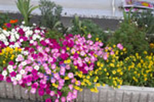 鮮やかな施設の花壇