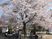 桜の咲く広場
