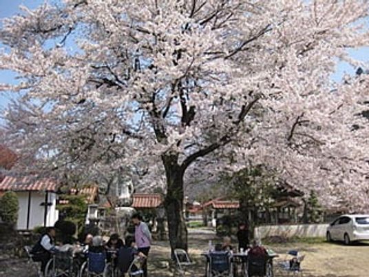 桜の咲く広場